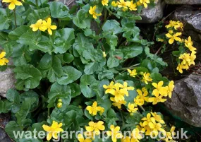 Caltha palustris var. radicans - Miniature Marsh Marigold