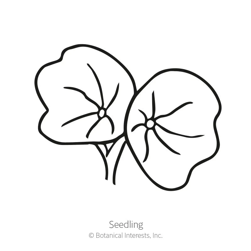 Cherry Rose Jewel Nasturtium Seeds