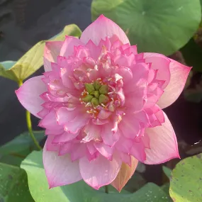 Spring Cherry Lotus - Very Small