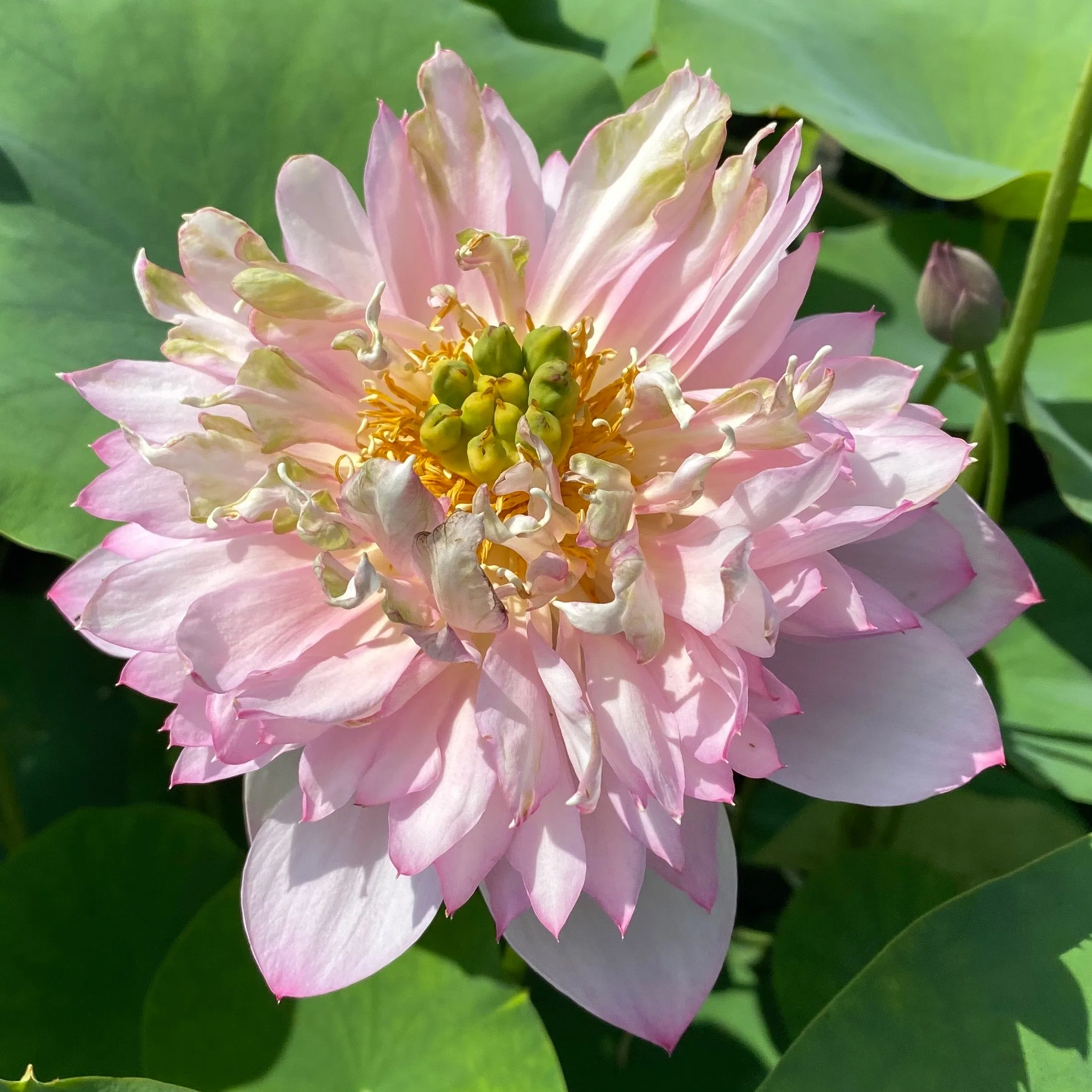 Spring Cherry Lotus - Very Small